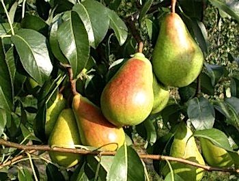 Armut Santamaria